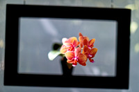 florida - 2022 - spring - 088_DxO