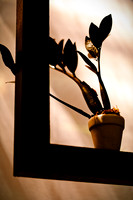 florida - 2022 - spring - 099_DxO