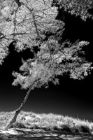 florida - 2022 - spring - 004_DxO