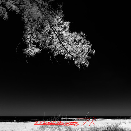 florida - 2022 - spring - 001_DxO