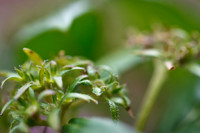 florida-nature-images-2011-02