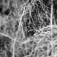 shaiawasses-nov-2013-07-nas