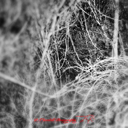 shaiawasses-nov-2013-07-nas