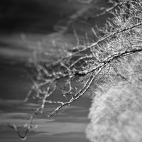 shaiawasses-nov-2013-09