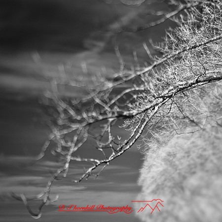shaiawasses-nov-2013-09