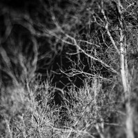 shaiawasses-nov-2013-08