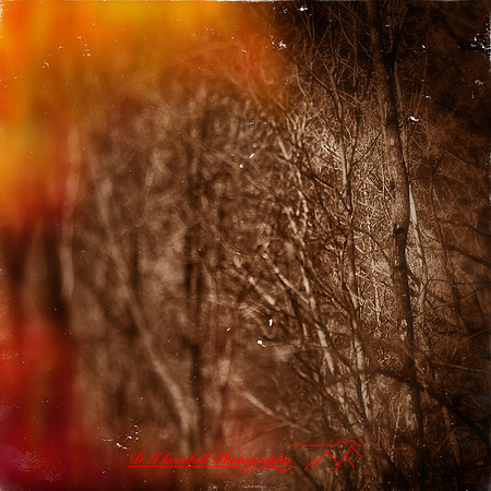 shaiawasses-nov-2013-11-nas