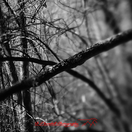 shaiawasses-nov-2013-12