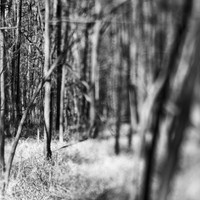 shaiawasses-nov-2013-13-nas