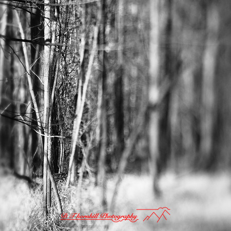 shaiawasses-nov-2013-14