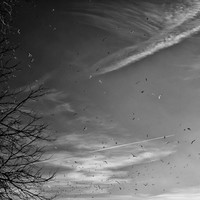 shaiawasses-nov-2013-03-nas