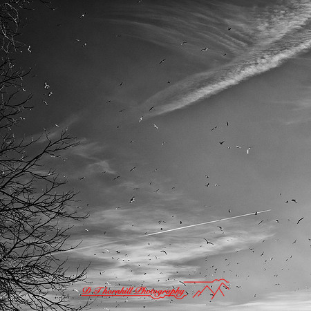 shaiawasses-nov-2013-03-nas
