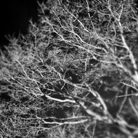 shaiawasses-nov-2013-04
