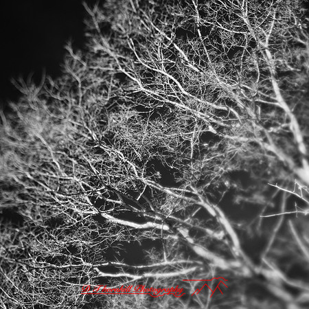 shaiawasses-nov-2013-04