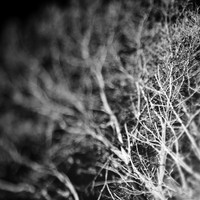 shaiawasses-nov-2013-05-nas
