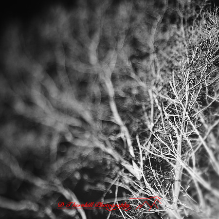 shaiawasses-nov-2013-05-nas