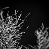shaiawasses-nov-2013-06