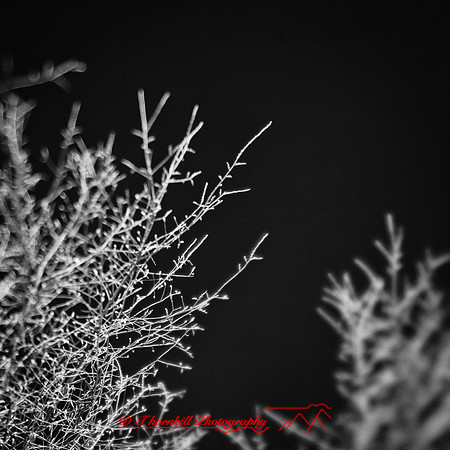 shaiawasses-nov-2013-06