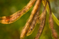 florida-nature-images-2011-20