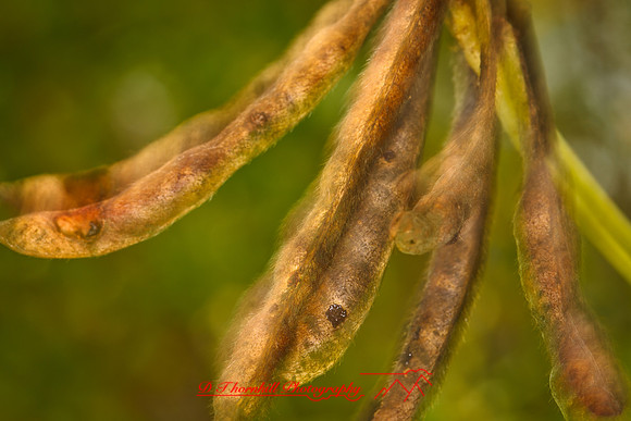 florida-nature-images-2011-20