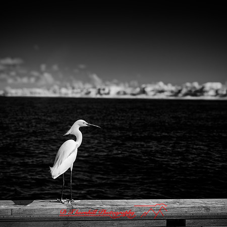 florida - 2022 - spring - 057_DxO