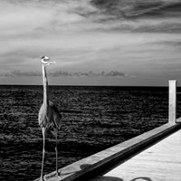 Infrared - The Pier