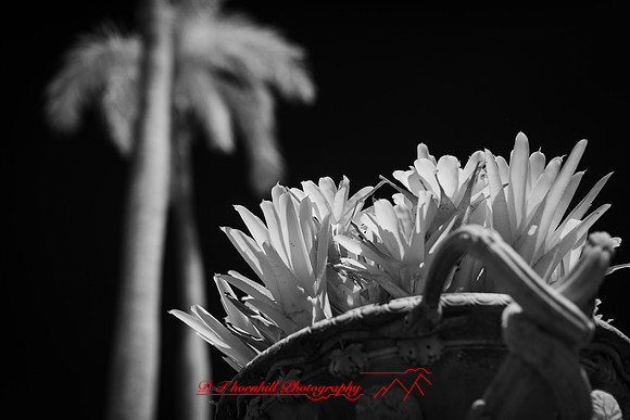 florida - 2022 - spring - 024