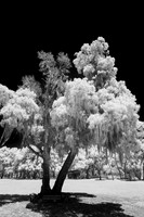 florida - 2022 - spring - 012