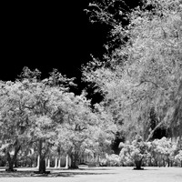 florida - 2022 - spring - 015