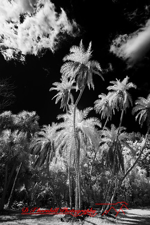 florida - 2022 - spring - 032