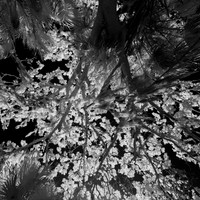 florida - 2022 - spring - 036