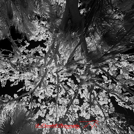 florida - 2022 - spring - 036