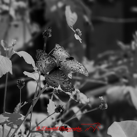 florida - 2022 - spring - 039