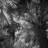 florida - 2022 - spring - 037