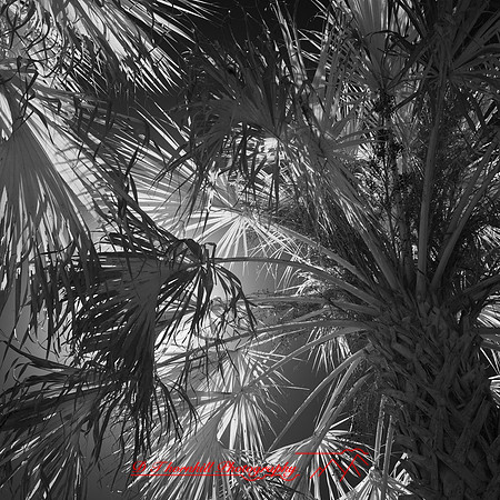 florida - 2022 - spring - 037