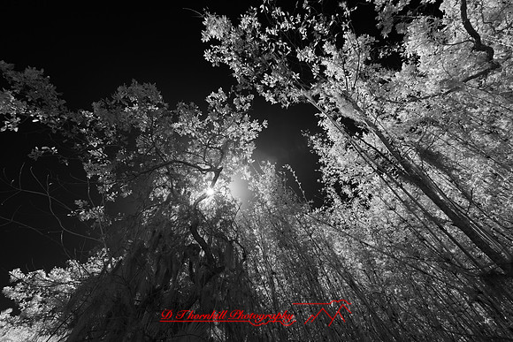 florida - 2022 - spring - 038