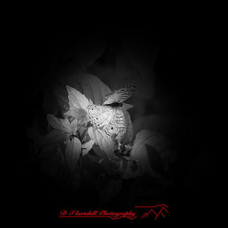 florida - 2022 - spring - 041