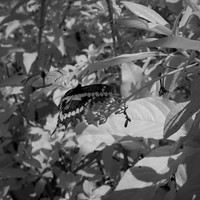 florida - 2022 - spring - 040