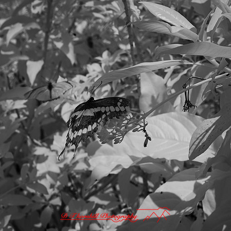 florida - 2022 - spring - 040