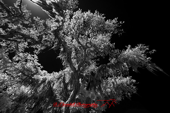 florida - 2022 - spring - 045