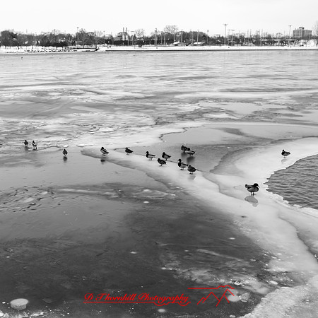 river of ice - 2023-003