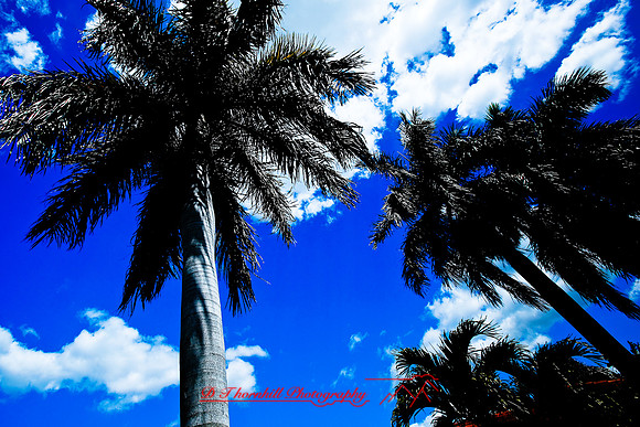 florida-2009-nature_21.jpg
