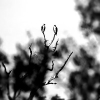 florida - 2022 - spring - 202-nik-ps-ai