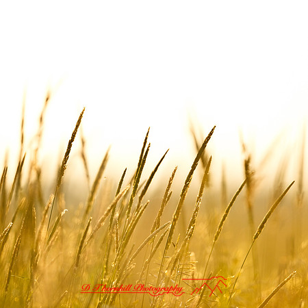 shaiawasses-may-2013-23