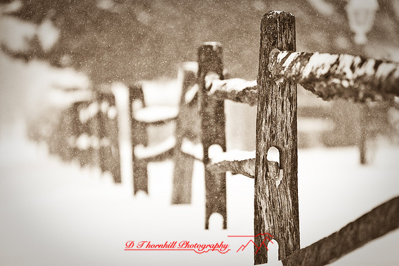 assorted_images-2009_017.jpg