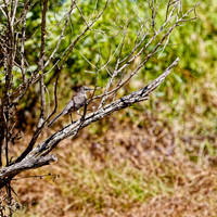 florida - 2022 - spring - 122_DxO