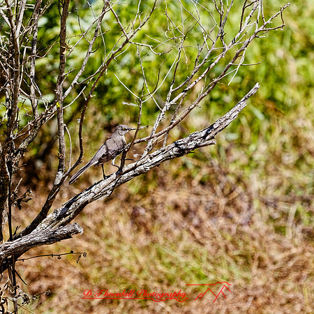 florida - 2022 - spring - 122_DxO