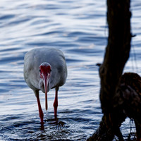 florida - 2022 - spring - 129_DxO