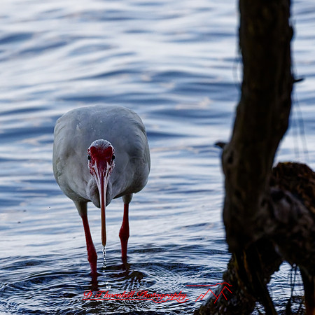 florida - 2022 - spring - 129_DxO