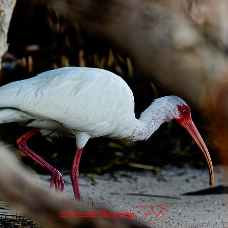 florida - 2022 - spring - 130_DxO